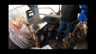 UNREAL CATCH!!! TWO Lingcod, AT THE SAME TIME!