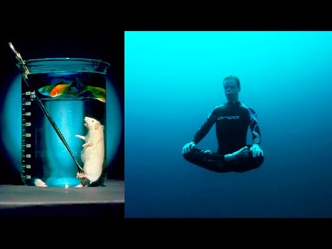 ЖИДКОСТНОЕ ДЫХАНИЕ. КАК ДЫШАТЬ ПОД ВОДОЙ?