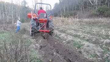 Harvesting potatoes with the Kubota and a busting plow