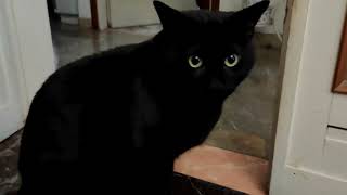 Bombay cat (gatto nero) Italy 4K  Lucifero!