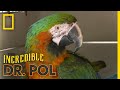 A Macaw with Water Belly | The Incredible Dr. Pol