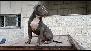 كلب ال (امريكان بولي American Bully) مع جمال العمواسي