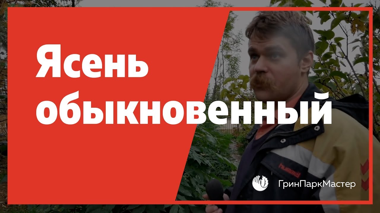 Ясень обыкновенный (Fraxinus  excelsior) все о его недугах