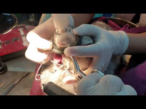 วีดีโอ: ความผิดปกติของฟันกรามในกระต่าย