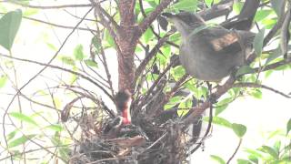 Baby birds by our home window
