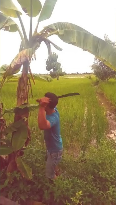 JANGAN DI TEBANG KARENA ITU PISANG ORANG(Banjar lucu)#shorts