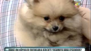 Pomeranian Boo Cinsini Can Paksoy Anlatıyor
