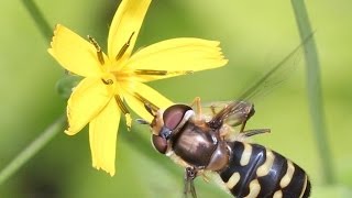 ハナニガナを吸蜜するフタホシヒラタアブ Eupeodes corollae
