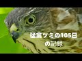 ツミ 105日野鳥記録 交尾 給餌 捕食