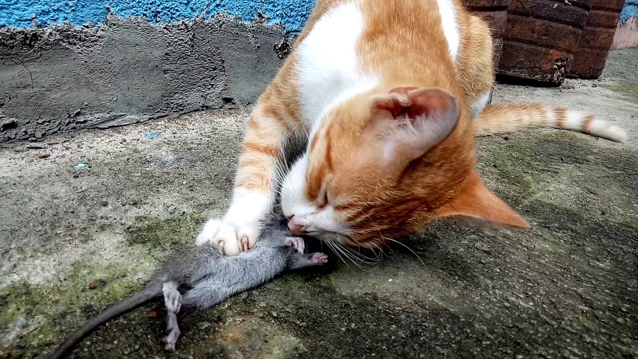 Cat eating a rat after playing it (with crispy sounds) YouTube