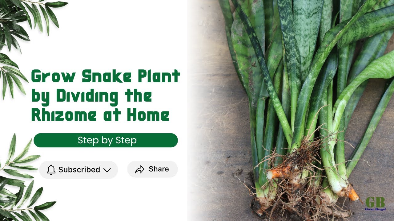 Grow snake plant by dividing the rhizome at home
