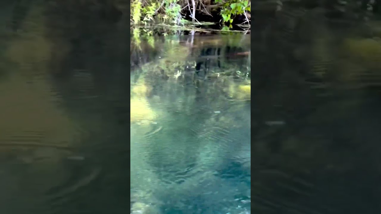 We found otters on our Eco-Tour through Silver Springs! 🦦 #clearkayaking #florida #otter #wildlife
