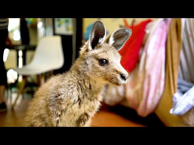 Couple Turn Home Into Kangaroo Sanctuary