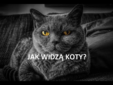 Wideo: Jak Kot Widzi?