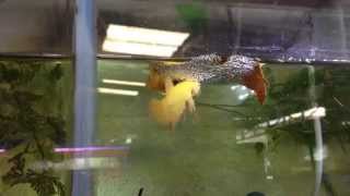 การเพาะปลากัดง่ายๆ Breeding Betta ลุงอ๋า Goldenbetta