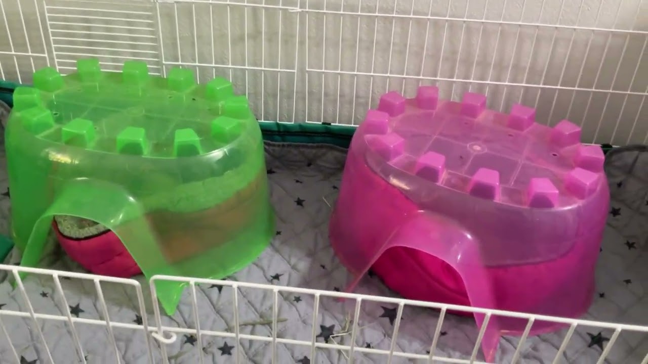 Goober and Raisonette Guinea Pig Cage Addition