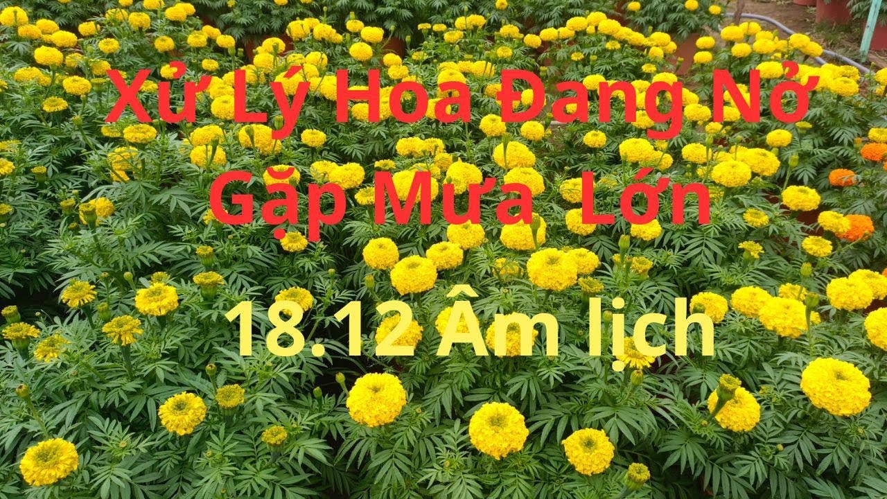 Xử Lý Bông Sau Cơn Mưa Lớn 18.12 Âm lịch 