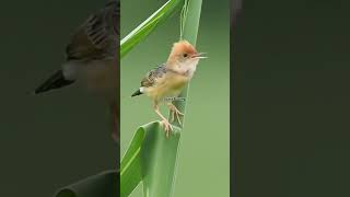 Download Lagu Suara Burung Cici Padi #birds #suaraburung #suaraburungkicau #kicaumania MP3 Download Lagu Suara Burung Cici Padi #birds #suaraburung #suaraburungkicau #kicaumania MP3