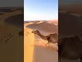 سير الجمل