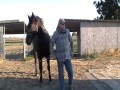 The difference between Horse Abuse and Horse Correction - Part 1 - Rick Gore Horsemanship