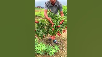 Seedless Litchi / Heavy Bearing #gardening #shorts #fruit