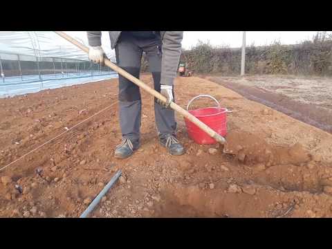 Video: Quando E Come Trapiantare Le Peonie? Quando è Meglio Trapiantarli In Un Altro Posto In Autunno? Quando Fioriranno Le Peonie Dopo Il Trapianto?