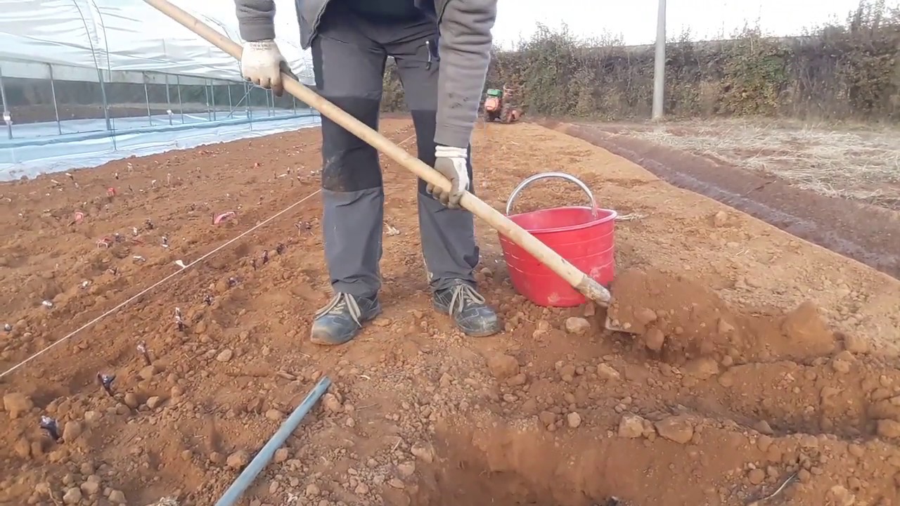 Come piantare le peonie