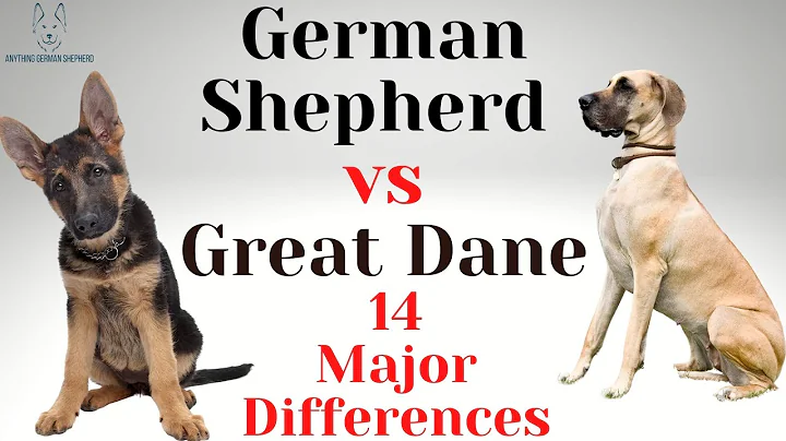 German Shepherd vs. Great Dane: 14 Major Differences
