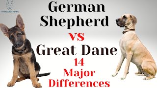 German Shepherd vs Great Dane 14 Major Differences