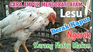 MENGATASI AYAM TIDAK MAU MAKAN, LESU DAN PUCAT. 