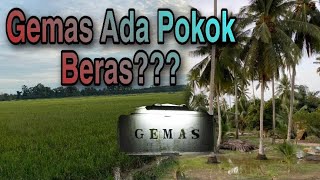 Gemas Ada Sawah Di Kg Bangkahulu
