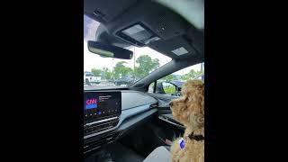 Harley Going For A Ride