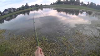 Giant Channel Catfish Caught on a Fly Rod