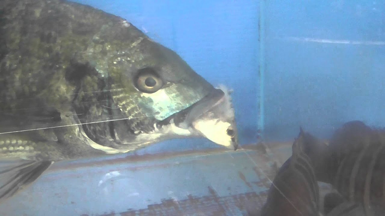 雑食魚チヌ クロダイ は活魚も好んで捕食するフィッシュ イーター ネンブツダイ サバ イワシを丸っぽで食べる黒ダイ 海水魚飼育捕食映像 和歌山釣太郎 釣太郎ブログ