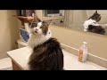 🔉 Luna Demands Conversation in the Bathroom 😳 4 Cats Morning Routine | MaineCoonCapers 