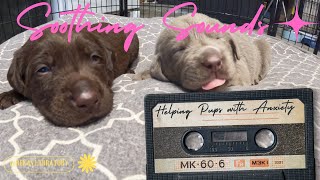 Puppy with Anxiety - Music a soothing natural remedy to anxiety puppy naturalremedy