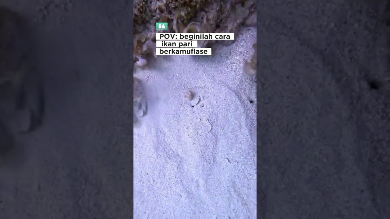 cara ikan pari berkamuflase