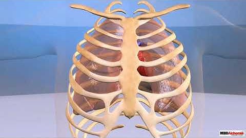 Class-6 Chapter-10 #Animals #Forms and #Functions