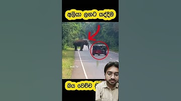 Tuk Tuk 🛺 before attack by a wild Elephant 🐘😮😱😱 #automobile #attack #viral #tuktuk #animal #elephant