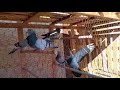 2 حمام الفعل الأصيل ممكن إشتراك في القناة لي يصلك كل نصائح إنشاء الله 2 حمام الفعل الأصيل ممكن إشتراك في القناة لي يصلك كل نصائح إنشاء الله