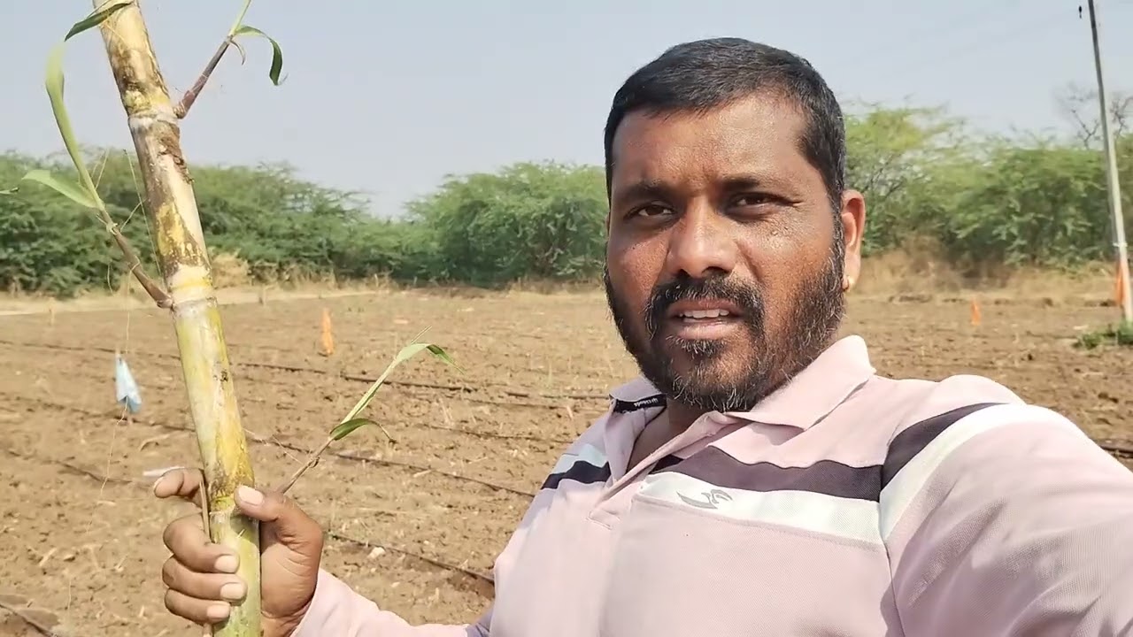 ऊसातील नवीन प्रयोग उभ्या उसाला कोंब #farming #S B CHANDANE 
