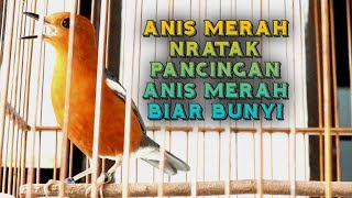 Anis merah nratak, pancingan anis merah biar bunyi