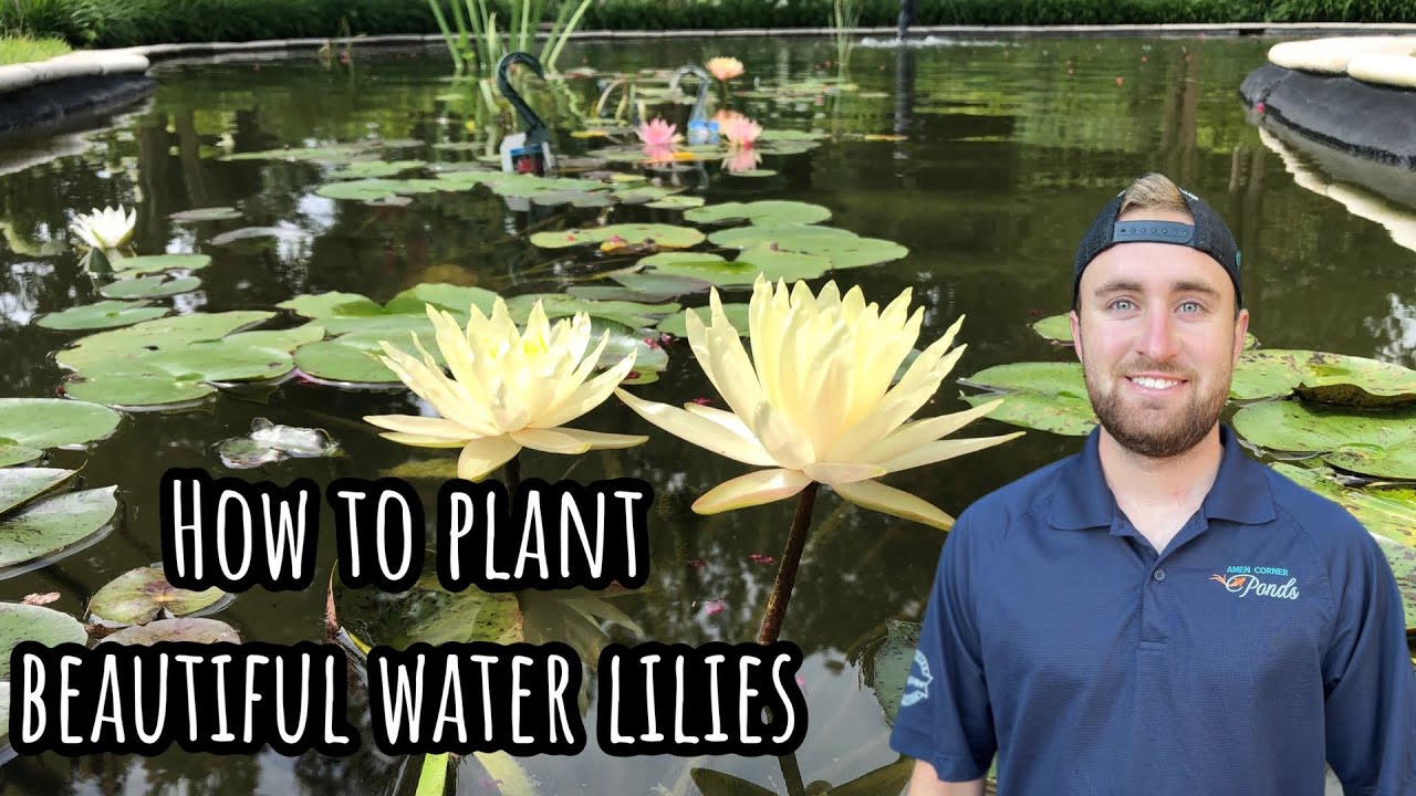 How To Plant Water Lilies YouTube