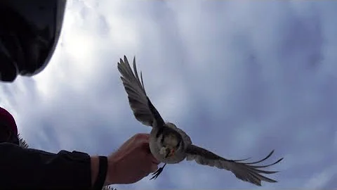 141228 手に持ってるパンを食べる野鳥