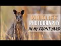 Wildlife Photography In My Front Yard - Kangaroos and Wallabies - In The Field Vlog #3