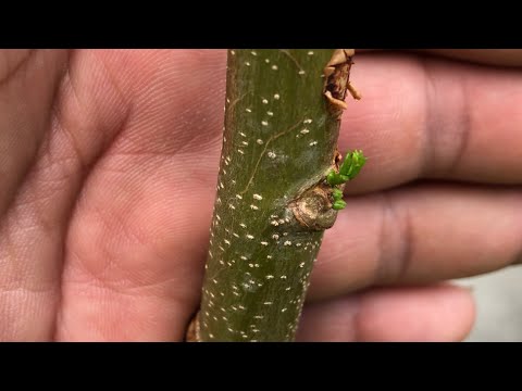 Growing ROYAL POINCIANA
