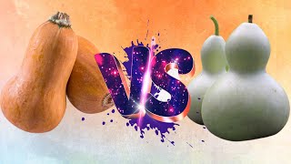 Whats The Difference Between A Squash And A Gourd?