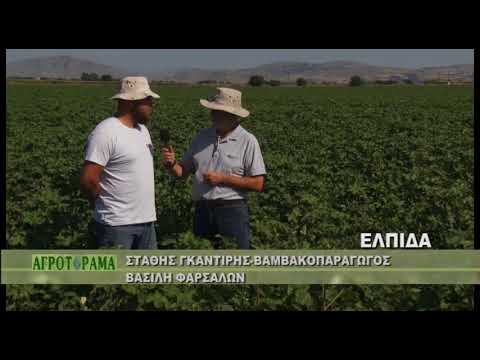 Βίντεο: Ντομάτα καρπούζι: περιγραφή, χαρακτηριστικά της ποικιλίας, χαρακτηριστικά ανάπτυξης