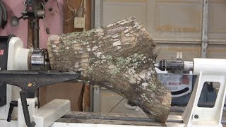 Wood Turning - Spalted Oak Crotch into a Live Edge Bowl (bonus snake climbs tree footage)!