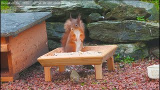 Red Squirrel And Robins